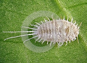 Long-tailed mealybug, Pseudococcus longispinus