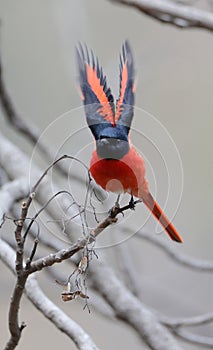 Long tailed minivet