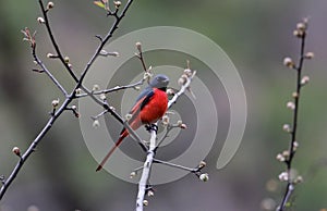 Long tailed minivet