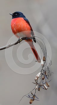 Long tailed minivet