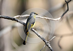 Long tailed minivet