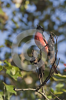 Long-tailed minivet bird male in Nepal