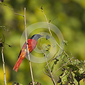 Long-tailed minivet in Nepal