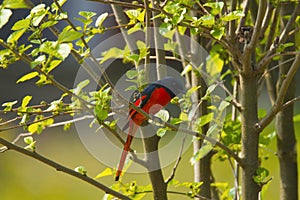 Long-tailed minivet, Pericrocotus ethologus, Corbett Tiger Reserve, Uttarakhand, India