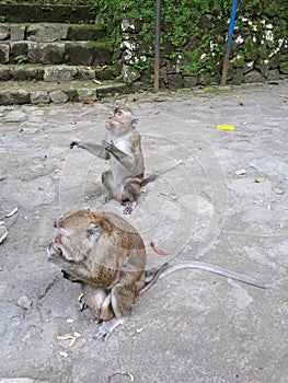 Long-tailed Monkey (Macaca fascicularis)