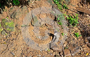 Long-tailed monkey macaca fascicularis in the rocky landscape