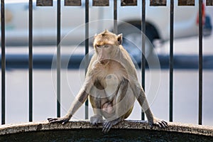 Long-tailed monkey of Phrarang Sam Yot Play in the water to cool off during the daytime during the hot weather in Thailand