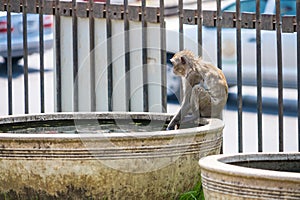 Long-tailed monkey of Phrarang Sam Yot Play in the water to cool off during the daytime during the hot weather in Thailand