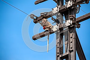 A long-tailed monkey sits on an abandoned electrical pole.