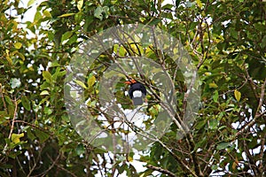 Long-tailed myna