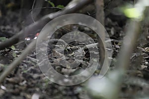 Long-tailed nightjar Caprimulgus climacurus hidden on a forest floor