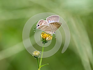Long tailed pea blue butterfly on yellow flower 1