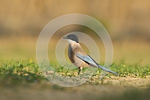 long-tailed perched on the ground in the forest