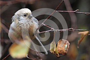 Long-tailed rosefinch