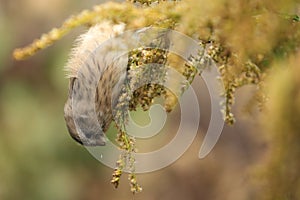Long-tailed rosefinch