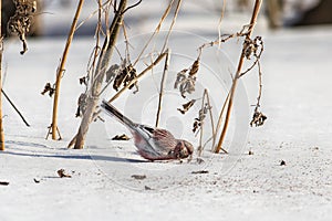 Long-tailed rosefinch