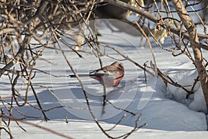 Long-tailed rosefinch