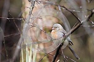 Long-tailed rosefinch