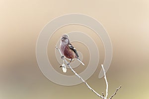 Long-tailed Rosefinch on branch of tree.
