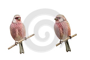 Long-tailed Rosefinch on branch of tree isolated on a white background