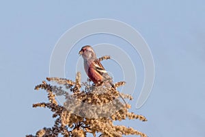 Long-tailed Rosefinch on dred tall goldenrod