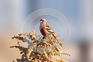 Long-tailed Rosefinch on dred tall goldenrod