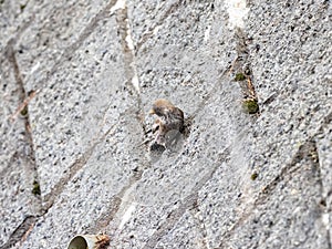 Long-tailed rosefinch on roadside wall 2