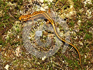 Long-tailed Salamander (Eurycea longicauda)