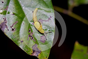 Long-tailed Semi-Slug (Ibycus rachelae) climbing on leaf. Yellow snail without shell in nature. Wildlife insect