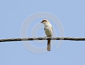 Long tailed shrike