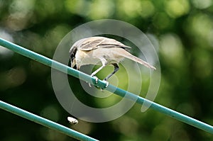 Long-tailed Shrike