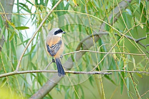 Long-tailed Shrike