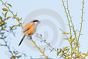 Long tailed Shrike with beack open