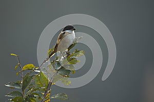 Long-tailed shrike bird in Nepal
