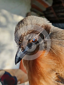 A long-tailed shrike bird with a visual impairment