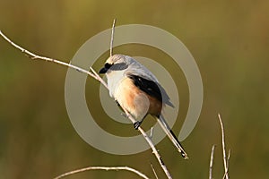 Long tailed Shrike, Indian bird