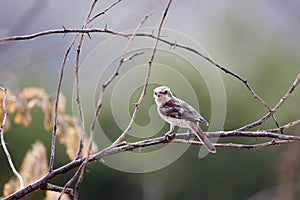 Long tailed shrike juvenile