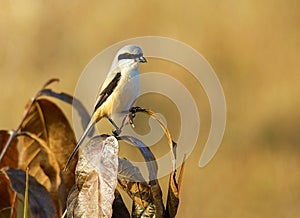 Long-tailed Shrike, Lanius schach, Bandhavgarh National Park