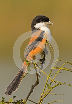 Long tailed shrike perched in a bough