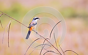 Long-tailed shrike perched on reed