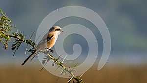 Long bird with green leaves, Long Tailed Shrike photo