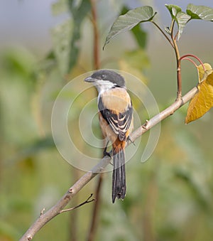 long-tailed shrike or rufous-backed shrike