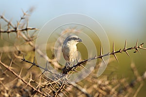 The long-tailed shrike or rufous-backed shrike in its habitat