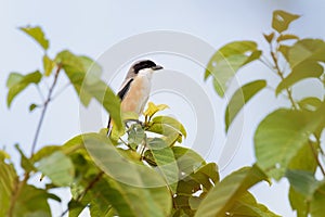 The long-tailed shrike or rufous-backed shrike Lanius schach is a member of the bird family Laniidae, the shrikes. They are