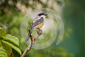 The long-tailed shrike or rufous-backed shrike Lanius schach is a member of the bird family Laniidae, the shrikes. They are