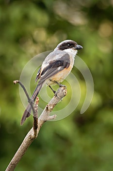 The long-tailed shrike or rufous-backed shrike Lanius schach is a member of the bird family Laniidae, the shrikes. They are