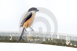 The long-tailed shrike or rufous-backed shrike Lanius schach is a member of the bird family Laniidae, the shrikes. They are