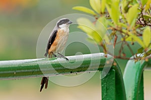 The long-tailed shrike or rufous-backed shrike Lanius schach is a member of the bird family Laniidae, the shrikes. They are