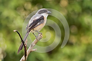 The long-tailed shrike or rufous-backed shrike Lanius schach is a member of the bird family Laniidae, the shrikes. They are