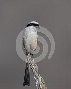 long-tailed shrike or rufous-backed shrike or Lanius schach, seen at Jhalana Reserve in Rajasthan India